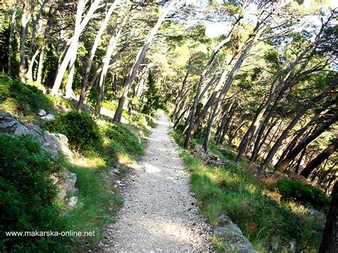 osejava forest park|Osejava Forest Park